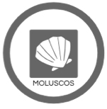 Moluscos Moluscos